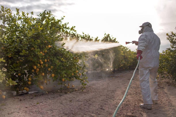 Best Wasp Removal Services  in Ninety Six, SC
