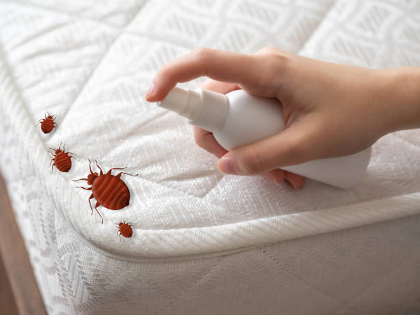 Best Termite Control Services  in Ninety Six, SC